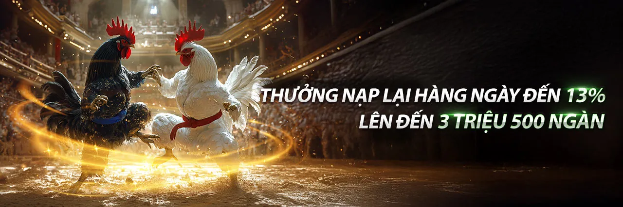 Đá gà cựa sắt sôi động tại Việt Nam